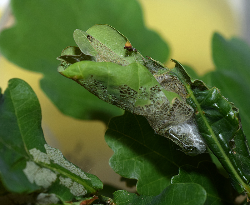 Acrobasis.... Acrobasis sodalella, Pyralidae